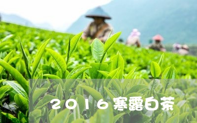 2016寒露白茶/2023073013946