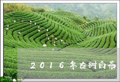 2016年古树白茶/2023071313819