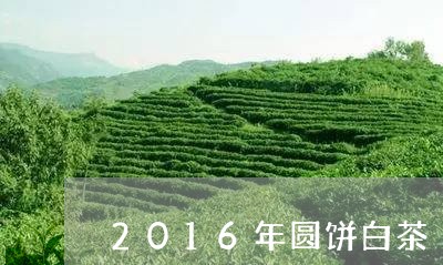 2016年圆饼白茶/2023071347269