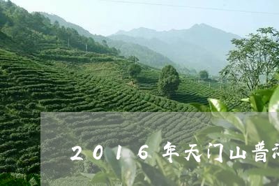 2016年天门山普洱茶价格/2023102507068