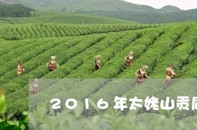 2016年太姥山贡眉/2023092049604