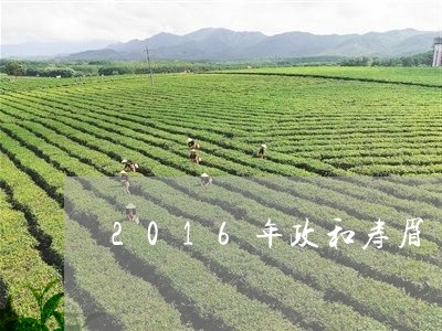 2016年政和寿眉/2023091410694