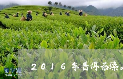 2016年普洱茶臻品价格/2023110281693