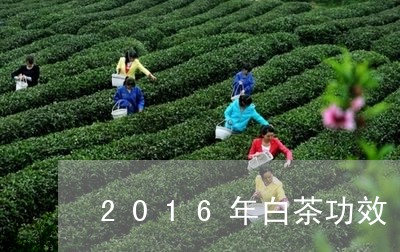 2016年白茶功效/2023071394838