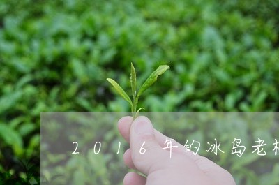 2016年的冰岛老树生茶/2023051220835