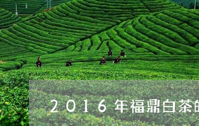 2016年福鼎白茶的功效与作用/2023062917363