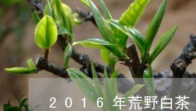 2016年荒野白茶/2023071391624