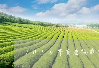 2016年贡眉福鼎白茶金凤凰/2023111547381