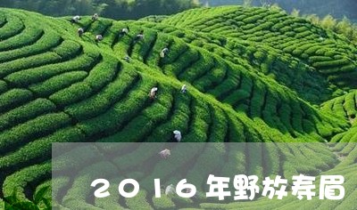 2016年野放寿眉/2023120501625