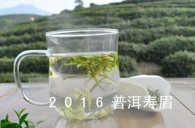 2016普洱寿眉/2023090830482