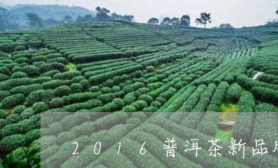 2016普洱茶新品牌/2023100683847