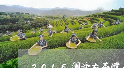 2016澜沧古茶濮人茶怎么样/2023053188483