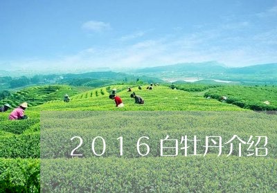 2016白牡丹介绍/2023120574825