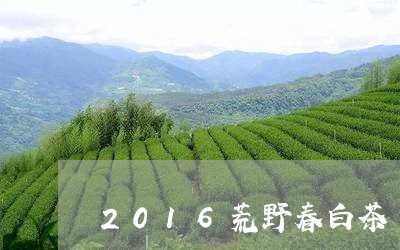 2016荒野春白茶/2023071359373