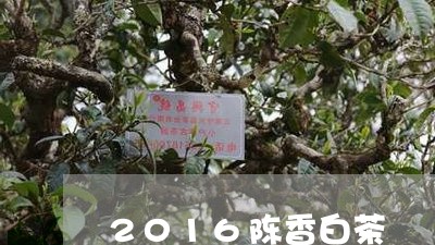 2016陈香白茶/2023073135270