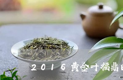 2016黄金叶福鼎白茶/2023092260372