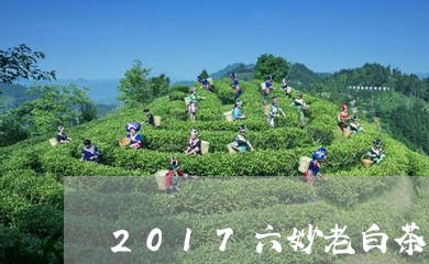 2017六妙老白茶/2023071317572