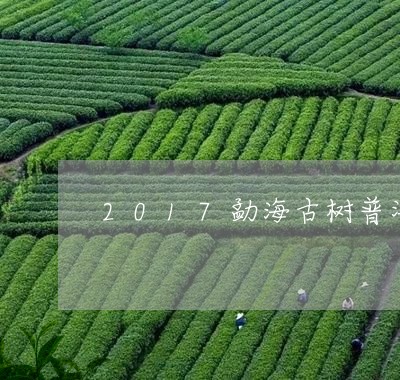 2017勐海古树普洱茶生茶/2023102579482