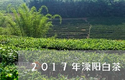 2017年溧阳白茶/2023071315161