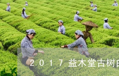 2017益木堂古树白茶价格/2023111560514