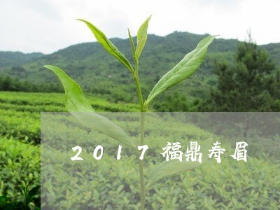 2017福鼎寿眉/2023090830271