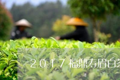 2017福鼎寿眉白茶价格/2023111502706