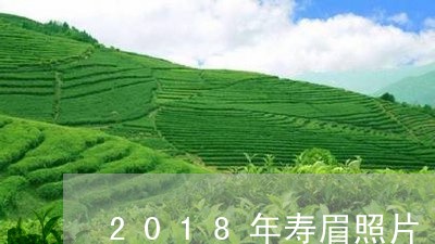 2018年寿眉照片/2023091271606