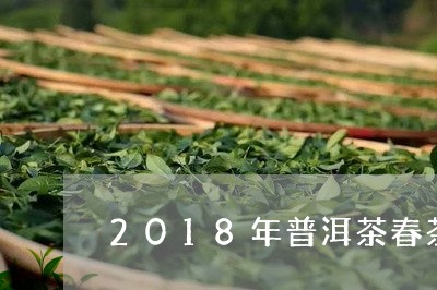 2018年普洱茶春茶/2023100772714