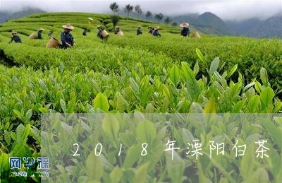 2018年溧阳白茶/2023071330504