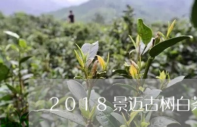 2018景迈古树白茶/2023092718393