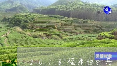 2018福鼎白牡丹/2023120516172