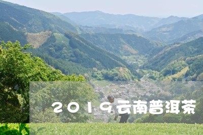 2019云南普洱茶/2023070998259