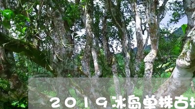 2019冰岛单株古树茶价/2023051215049