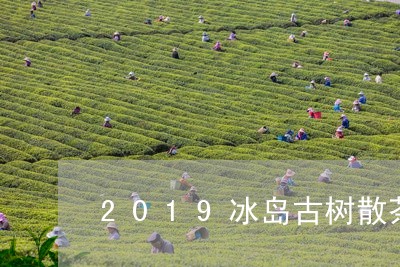 2019冰岛古树散茶/2023061104038