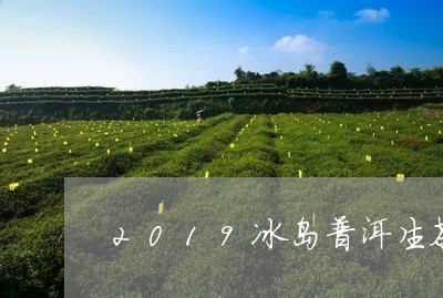 2019冰岛普洱生茶/2023092578373