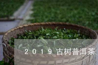 2019古树普洱茶/2023070826049