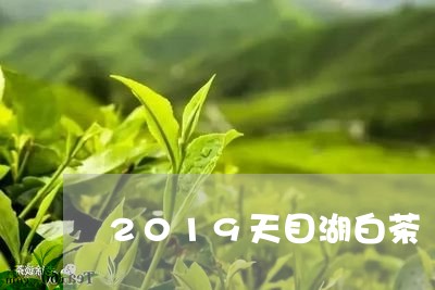 2019天目湖白茶/2023121515480