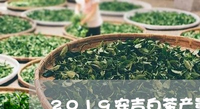 2019安吉白茶产量/2023092702949