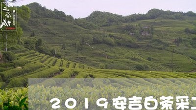 2019安吉白茶采工/2023092716167