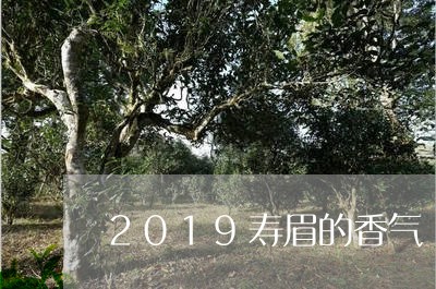 2019寿眉的香气/2023120523836