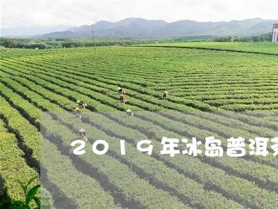 2019年冰岛普洱茶生茶价格表/2023082857151