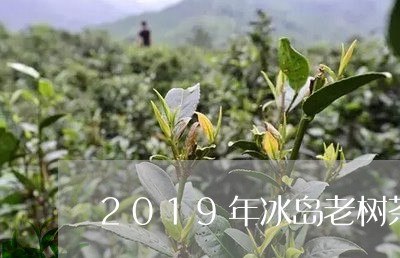 2019年冰岛老树茶/2023061260583