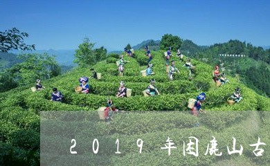 2019年困鹿山古树茶的价格/2023053162616