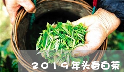 2019年头春白茶/2023071329270