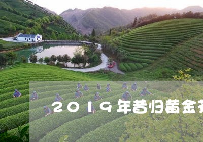 2019年昔归黄金茶/2023061040595