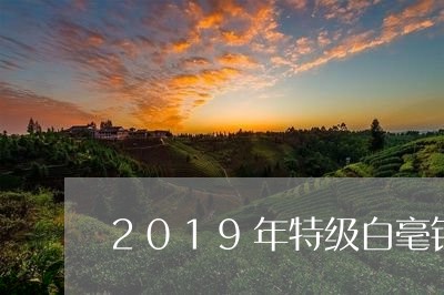 2019年特级白毫银针/2023092497360