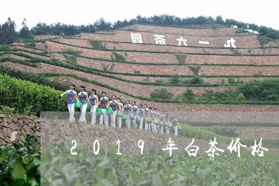 2019年白茶价格/2023121570716