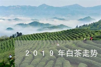 2019年白茶走势/2023121594728