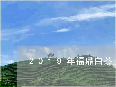 2019年福鼎白茶上市/2023092193039