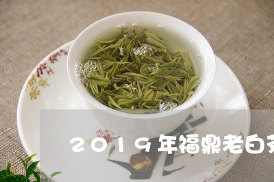 2019年福鼎老白茶/2023092001838